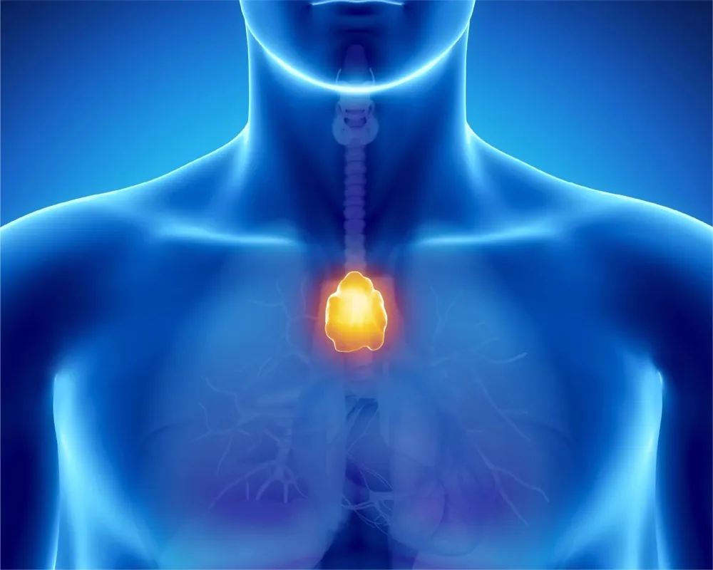 Göğüs ve boyun bölgesi anatomisini gösteren tıbbi illüstrasyon