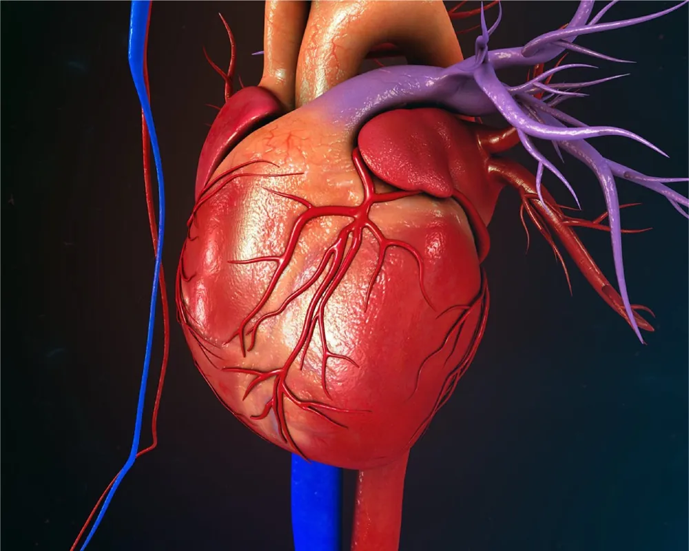 Kalp ve koroner damarların anatomik illüstrasyonu